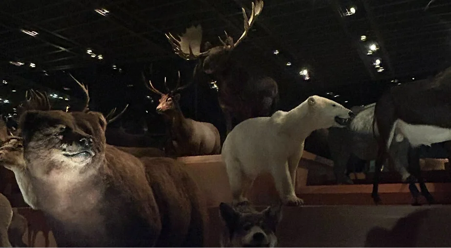 博物館の展示室でライトアップされた動物の剥製が並ぶ展示風景